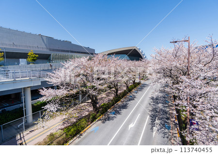 東京都　東京都　桜が満開のスタジアム通り 113740455