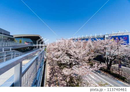 東京都 東京都 桜が満開のスタジアム通り 東京都 東京都 桜が満開のスタジアム通り 113740461