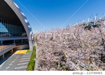 東京都 東京都 桜が満開のスタジアム通り 東京都 東京都 桜が満開のスタジアム通り 113740463