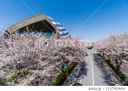 東京都　東京都　桜が満開のスタジアム通り 113740464