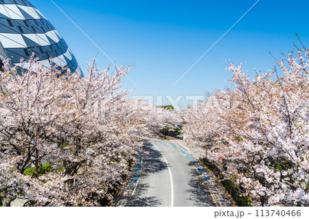 東京都 東京都 桜が満開のスタジアム通り 東京都 東京都 桜が満開のスタジアム通り 113740466