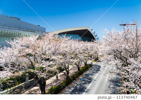 東京都　東京都　桜が満開のスタジアム通り 113740467