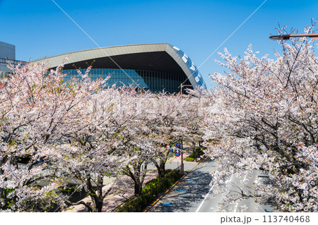 東京都　東京都　桜が満開のスタジアム通り 113740468