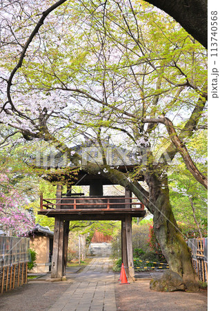 新緑と桜 中院の鐘楼 小江戸川越 川越市 新緑と桜 中院の鐘楼 小江戸川越 川越市 113740568