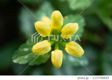 春に咲くキバナオドリコソウの黄色い花 春に咲くキバナオドリコソウの黄色い花 113740685