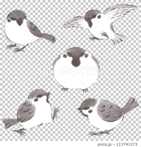 雀の様々なポーズセット 水墨画風 雀の様々なポーズセット 水墨画風 113741373