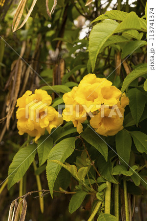 Yellow Bells Tecoma Stans Perennial Shrub, Trumpet Vine Family, Bignoniaceae, Blooming Broadleaf Evergreen Shrub Or Small Tree. Closeup, Vertical. Botany, Floriculture. Yellow Trumpetbush 113741374