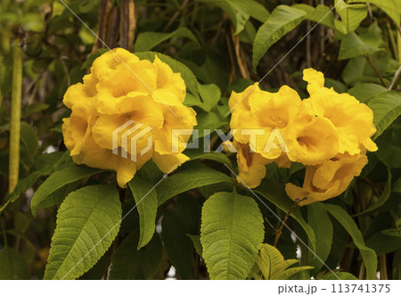Yellow Bells Tecoma Stans Perennial Shrub, Trumpet Vine Family, Bignoniaceae, Blooming Broadleaf Evergreen Shrub Or Small Tree. Closeup, Horizontal. Botany, Floriculture. Yellow Bells Tecoma Stans Perennial Shrub, Trumpet Vine Family, Bignoniaceae, Blooming Broadleaf Evergreen Shrub Or Small Tree. Closeup, Horizontal. Botany, Floriculture. 113741375