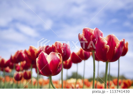 和泉リサイクル環境公園のチューリップ 和泉リサイクル環境公園のチューリップ 113741430