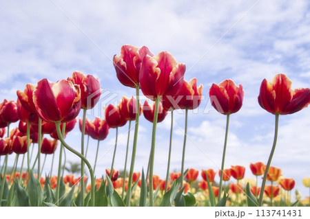 和泉リサイクル環境公園のチューリップ 和泉リサイクル環境公園のチューリップ 113741431