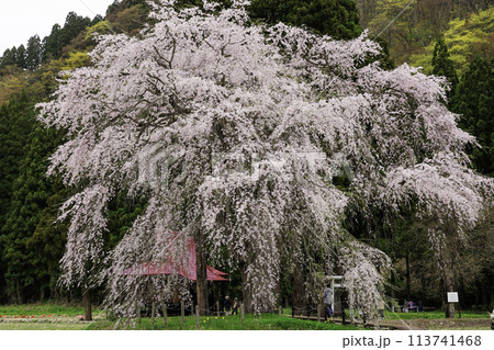 おしら様のシダレザクラ 113741468