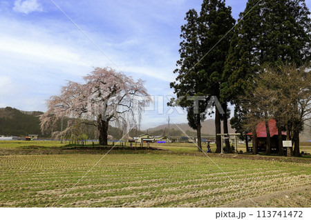 おしら様の枝垂れ桜と白山神社2 おしら様の枝垂れ桜と白山神社2 113741472