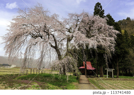 おしら様の枝垂れ桜と白山神社3 113741480