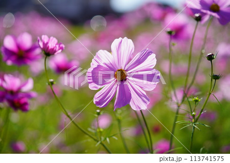 逆光に光るコスモス一輪 113741575