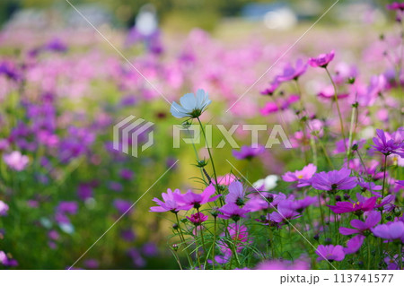 日陰に咲く白いコスモス 113741577