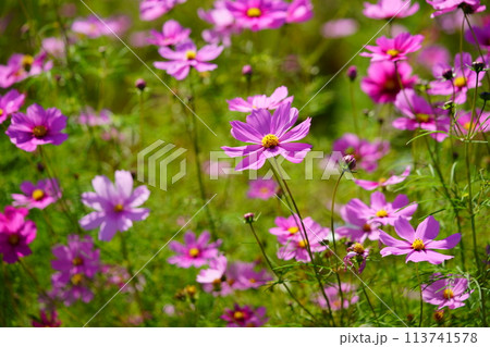 可憐なコスモスの花・マクロレンズ 113741578