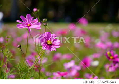 黒背景のコスモス畑（恭仁京） 113741583