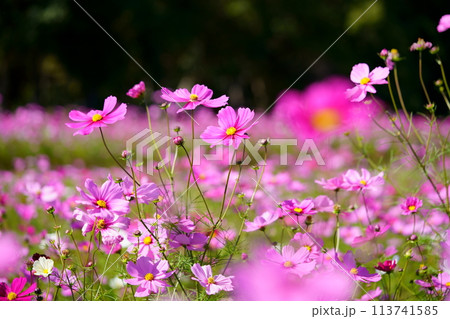 黒背景のコスモス畑（恭仁京） 113741585