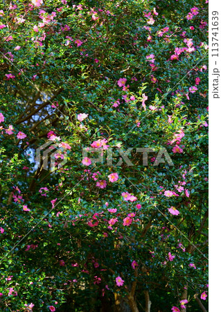 奈良のお寺・秋の秋篠寺のサザンカの大木 奈良のお寺・秋の秋篠寺のサザンカの大木 113741639