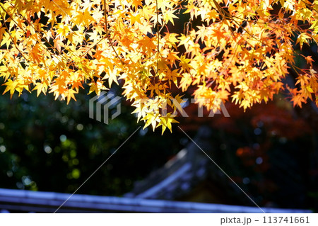 奈良のお寺・秋の秋篠寺の名物参道の紅葉 113741661