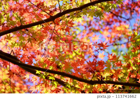 三色織りなす錦色のかえで 113741662