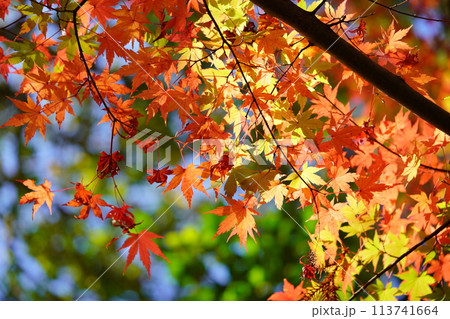 逆光に輝く楓の紅葉 逆光に輝く楓の紅葉 113741664