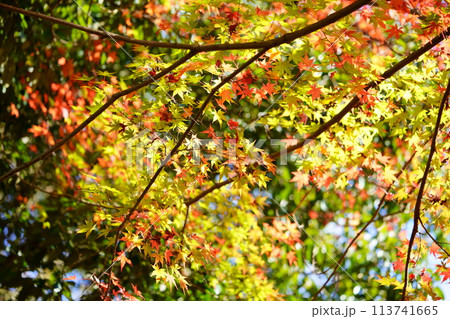 木漏れ日に輝くかえでの紅葉 113741665