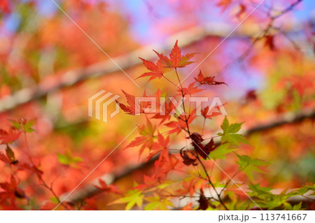 こかげに輝くカエデの紅葉を見上げる こかげに輝くカエデの紅葉を見上げる 113741667