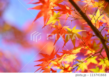 こもれびに輝くカエデの紅葉 こもれびに輝くカエデの紅葉 113741668