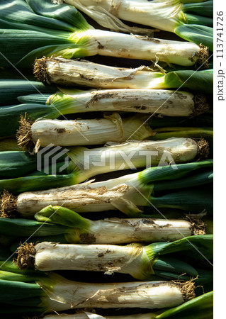 土がついたままの下仁田ネギ 土がついたままの下仁田ネギ 113741726