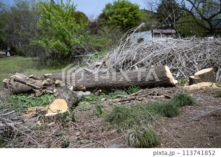 イチョウの木の切り株　切株　年輪　伐採　剪定　植木　造園　切る　倒す　樹木　木　植物　大木　破壊 113741852