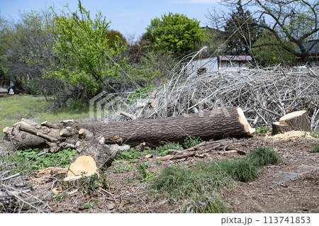 イチョウの木の切り株　切株　年輪　伐採　剪定　植木　造園　切る　倒す　樹木　木　植物　大木　破壊 113741853