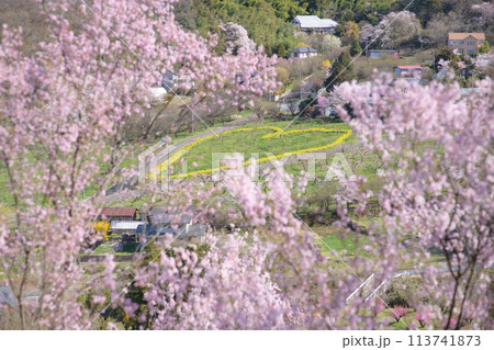 春の朝　花見山公園頂上よりの眺望　福島県 113741873