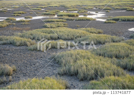 【台湾】高美湿地に広がるイセウキヤガラ(雲林莞草) 【台湾】高美湿地に広がるイセウキヤガラ(雲林莞草) 113741877