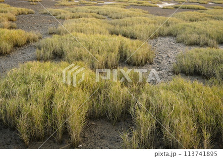 【台湾】高美湿地に広がるイセウキヤガラ（雲林莞草） 113741895