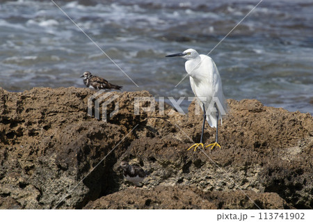 Heron on the Mediterranean coast. 113741902