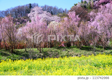 朝日を浴び光輝く花木畑 花見山の朝 福島県 朝日を浴び光輝く花木畑 花見山の朝 福島県 113742066