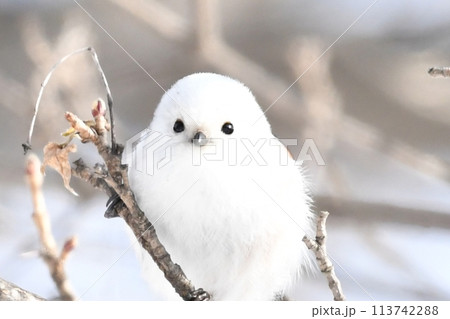 北海道に生息のシマエナガ 北海道に生息のシマエナガ 113742288