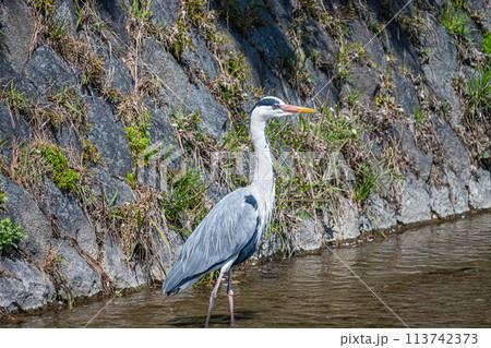 鴨川のアオサギ 鴨川のアオサギ 113742373