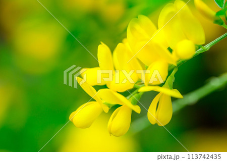 エニシダ(緑のセンター)_5917 エニシダ(緑のセンター)_5917 113742435