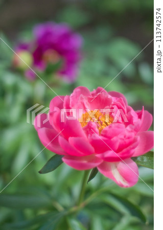 美しいピンクと紫の芍薬の花 113742574