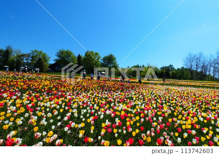 満開に咲き誇るチュウリップ 113742603