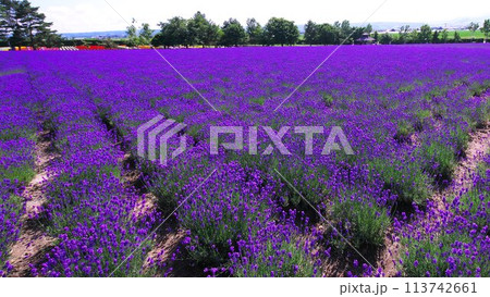 ハイランドふらの　ラベンダー園 113742661