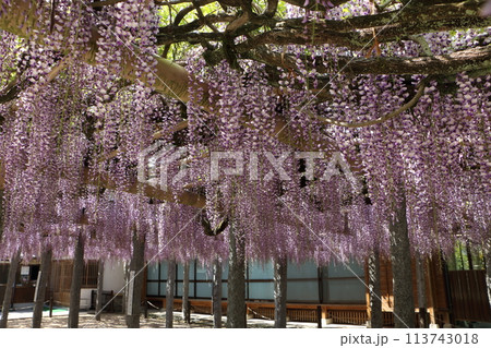 藤の花 113743018