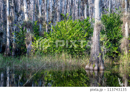 Bromeliads Tillandsia airplants, hardwood hammock, and Cypress trees in the marshy swamp of a National Preserve, Florida. Bromeliads Tillandsia airplants, hardwood hammock, and Cypress trees in the marshy swamp of a National Preserve, Florida. 113743135