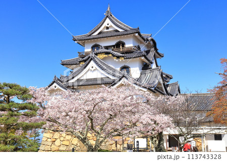 【滋賀県】快晴の彦根城天守閣と満開の桜 【滋賀県】快晴の彦根城天守閣と満開の桜 113743328