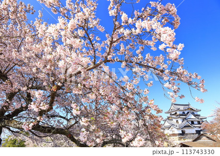 【滋賀県】快晴の彦根城天守閣と満開の桜 113743330