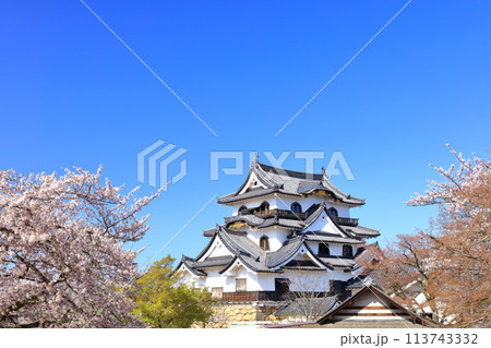 【滋賀県】快晴の彦根城天守閣と満開の桜 【滋賀県】快晴の彦根城天守閣と満開の桜 113743332
