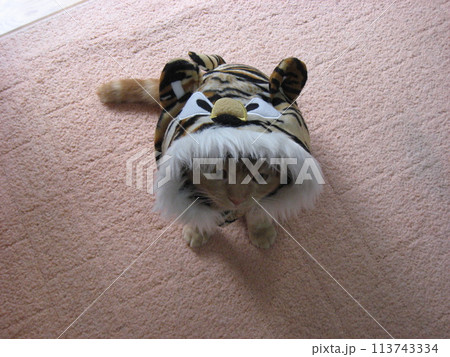 虎と猫 虎と猫 113743334
