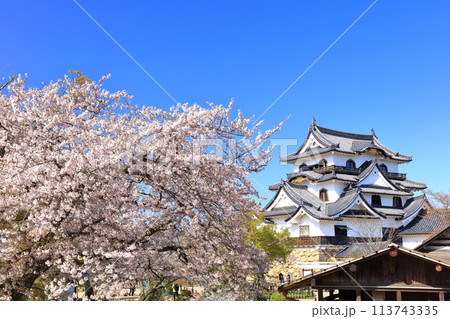 【滋賀県】快晴の彦根城天守閣と満開の桜 【滋賀県】快晴の彦根城天守閣と満開の桜 113743335